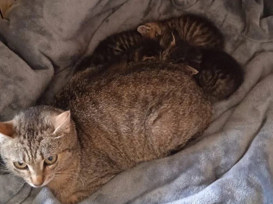 Vivian, female Mixed Breed for adoption at Útulek Kocour Felix (PSOZ) — photo 2 of 3