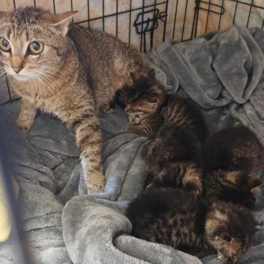 Vivian, female Mixed Breed for adoption at Útulek Kocour Felix (PSOZ) — photo 3 of 3