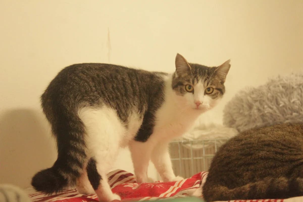 Willy, male young Mixed Breed for adoption at Útulek Kocour Felix (PSOZ)