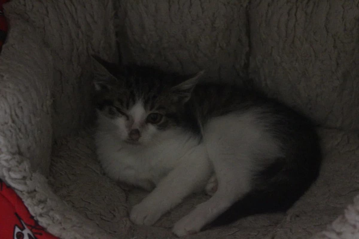 Willy, male Mixed Breed for adoption at Útulek Kocour Felix (PSOZ) — photo 2 of 7