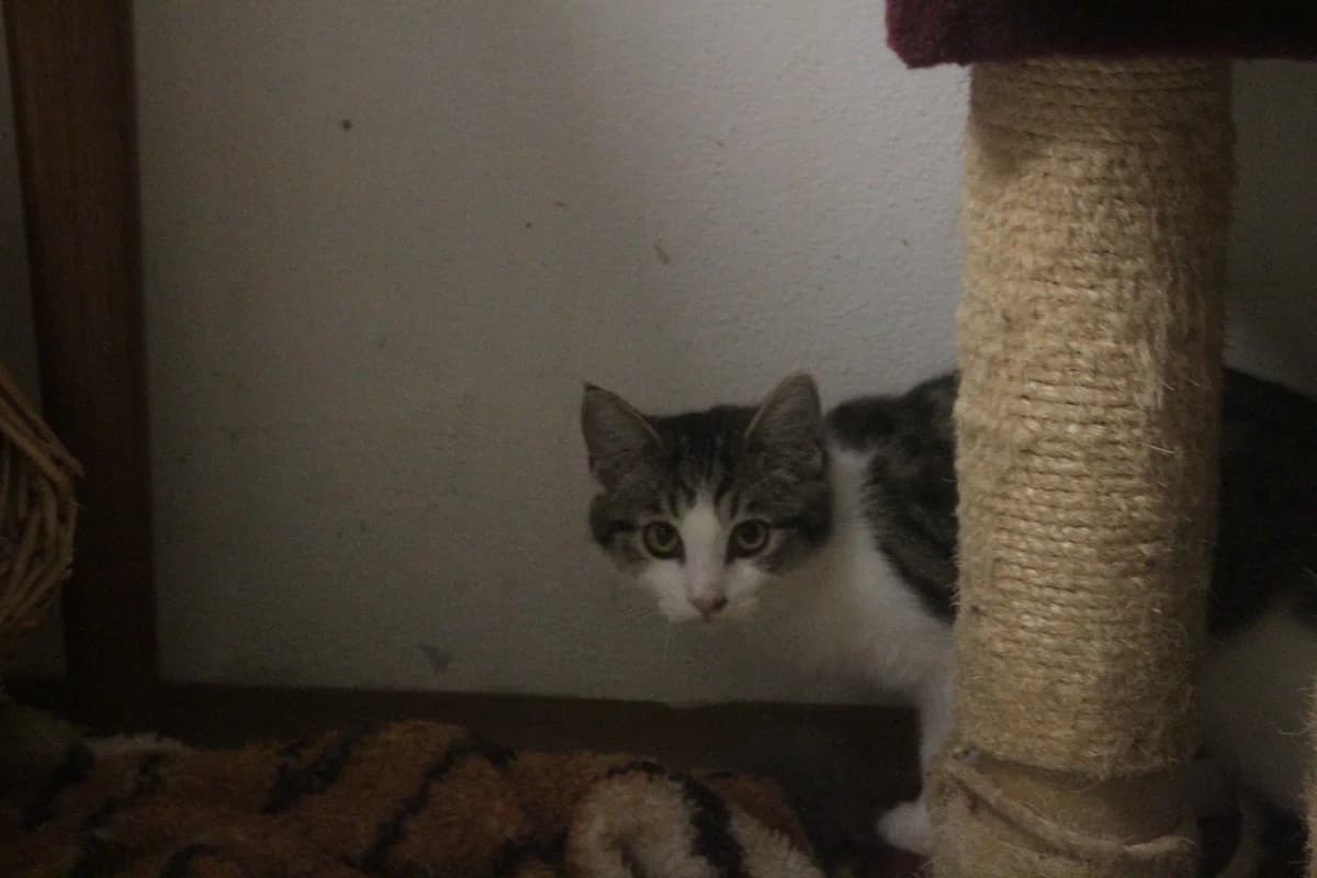 Willy, male Mixed Breed for adoption at Útulek Kocour Felix (PSOZ) — photo 3 of 7