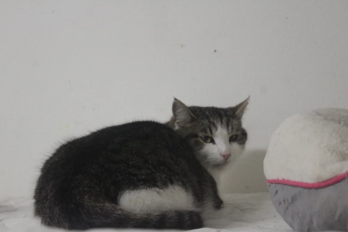 Willy, male Mixed Breed for adoption at Útulek Kocour Felix (PSOZ) — photo 4 of 7