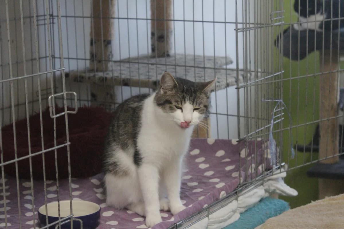 Willy, male Mixed Breed for adoption at Útulek Kocour Felix (PSOZ) — photo 5 of 7