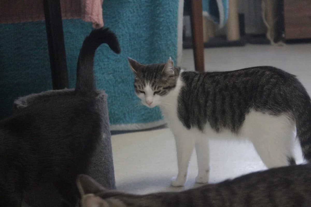 Willy, male Mixed Breed for adoption at Útulek Kocour Felix (PSOZ) — photo 6 of 7