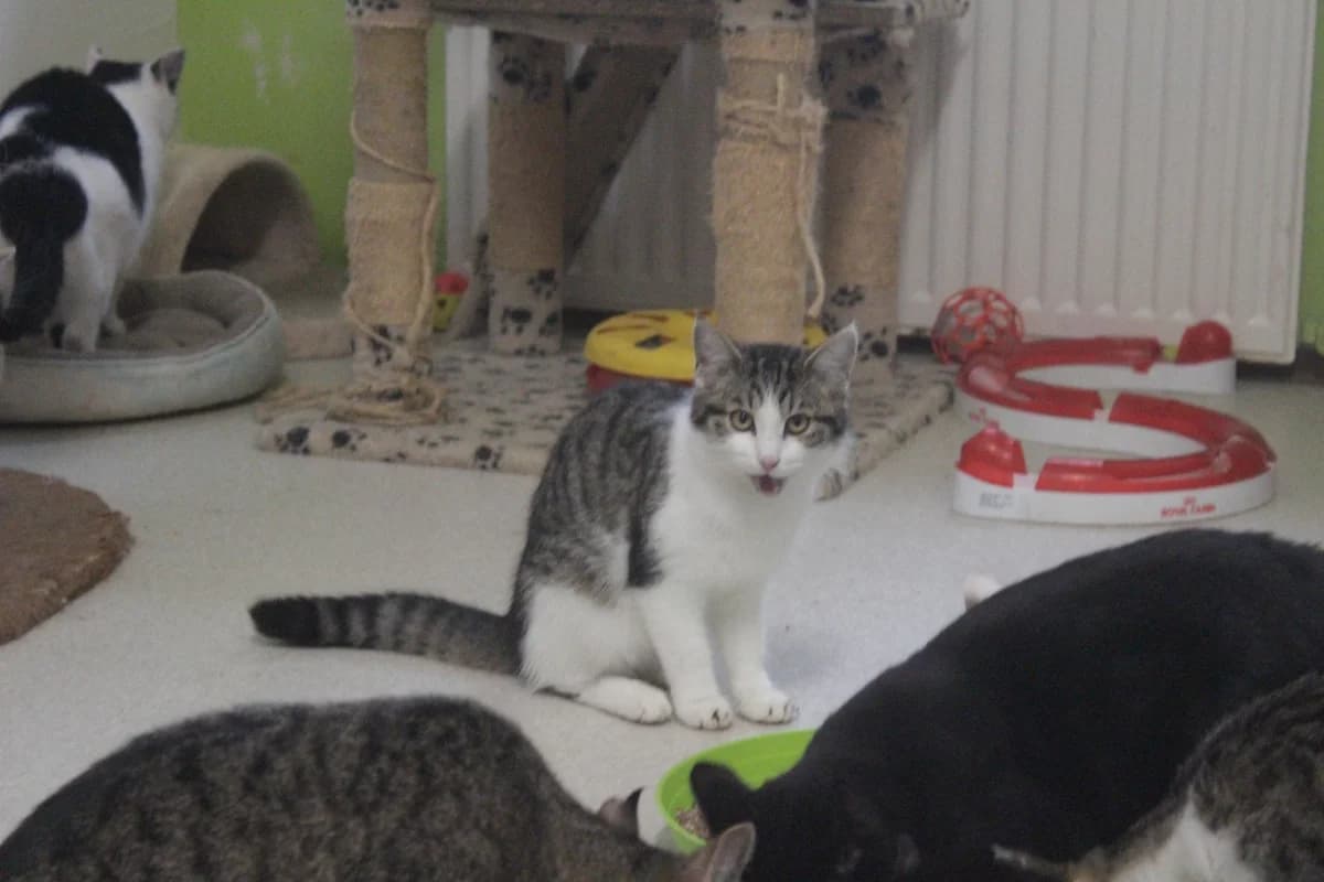 Willy, male Mixed Breed for adoption at Útulek Kocour Felix (PSOZ) — photo 7 of 7