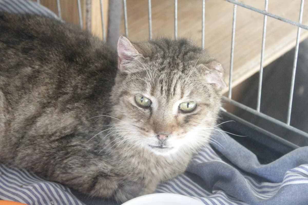 ŽANETA, female Mixed Breed for adoption at Útulek Kocour Felix (PSOZ)