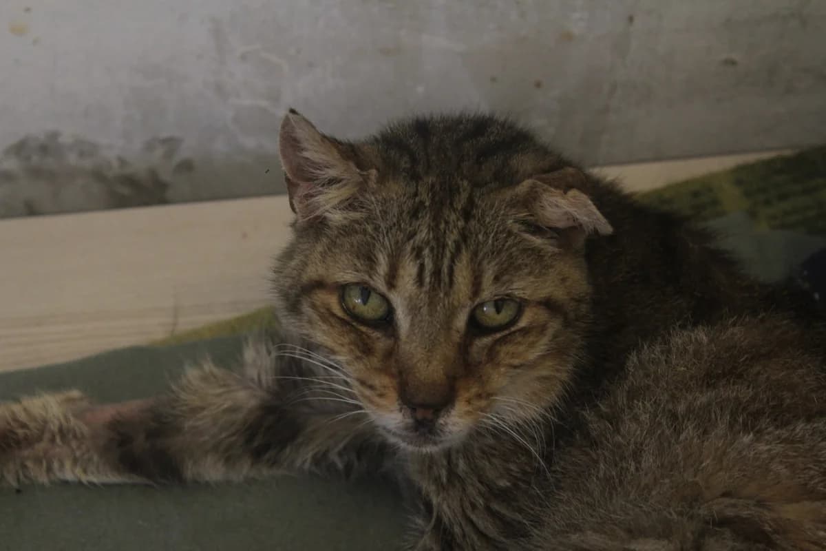 ŽANETA, female Mixed Breed for adoption at Útulek Kocour Felix (PSOZ) — photo 2 of 2