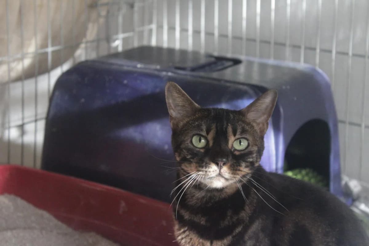 ZŮPA, female Mixed Breed for adoption at Útulek Kocour Felix (PSOZ)