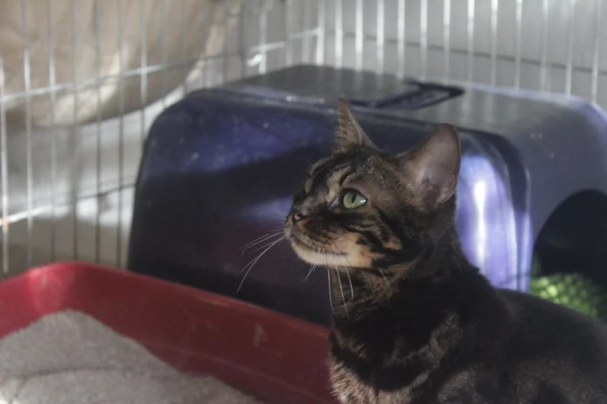 ZŮPA, female Mixed Breed for adoption at Útulek Kocour Felix (PSOZ) — photo 2 of 5