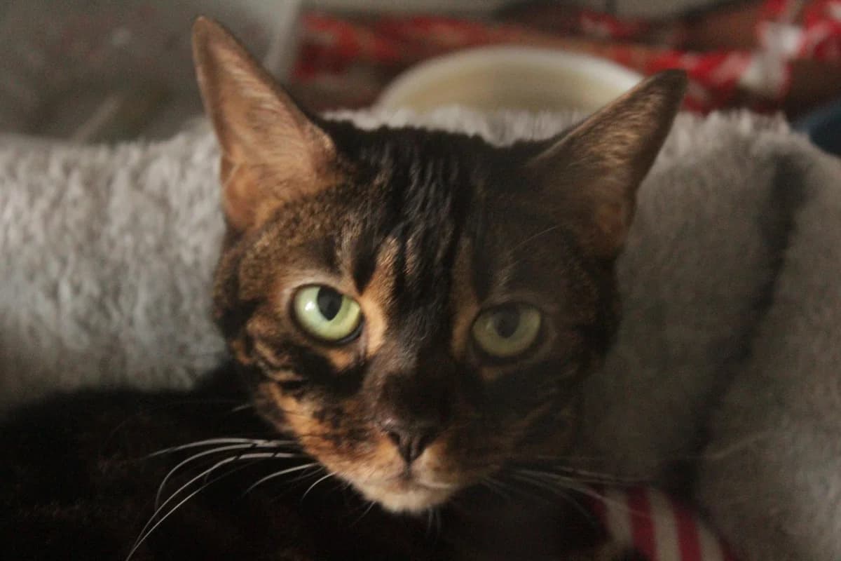 ZŮPA, female Mixed Breed for adoption at Útulek Kocour Felix (PSOZ) — photo 3 of 5