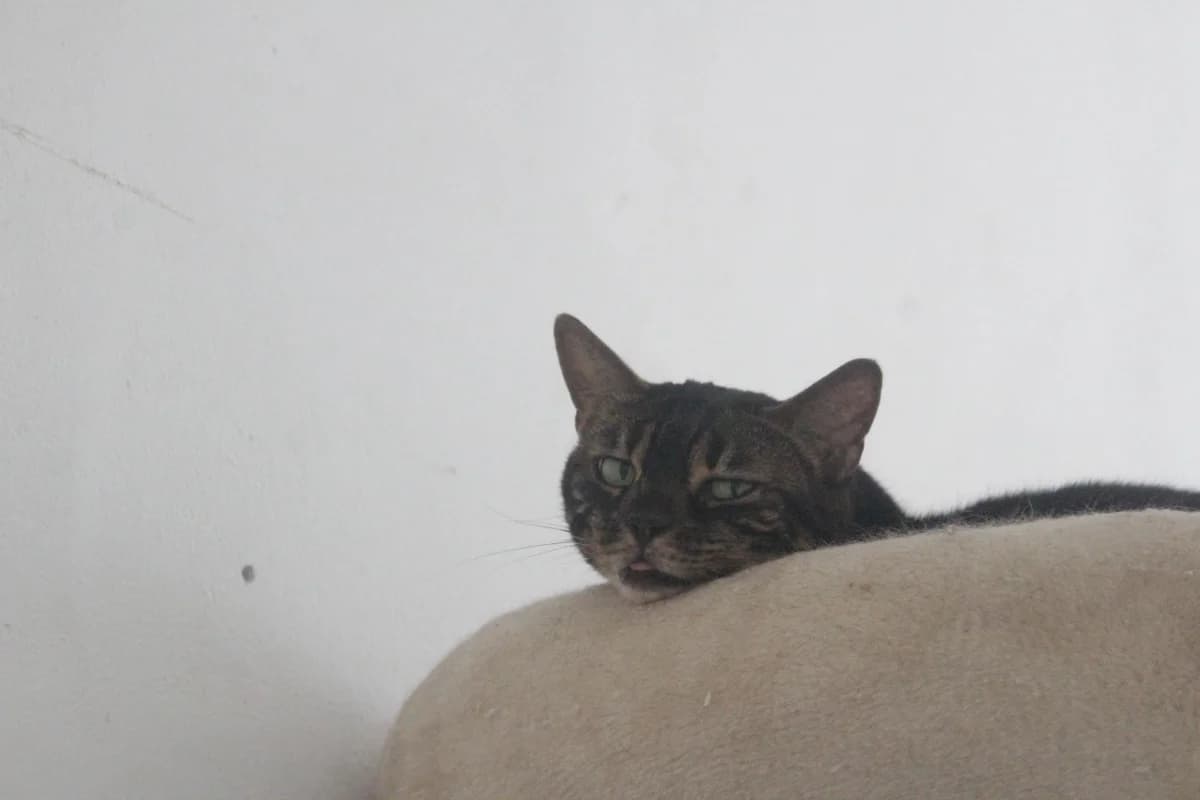 ZŮPA, female Mixed Breed for adoption at Útulek Kocour Felix (PSOZ) — photo 5 of 5