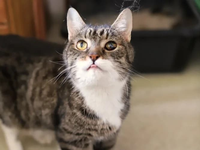 Zuzka, female Mixed Breed for adoption at Útulek Kocour Felix (PSOZ)