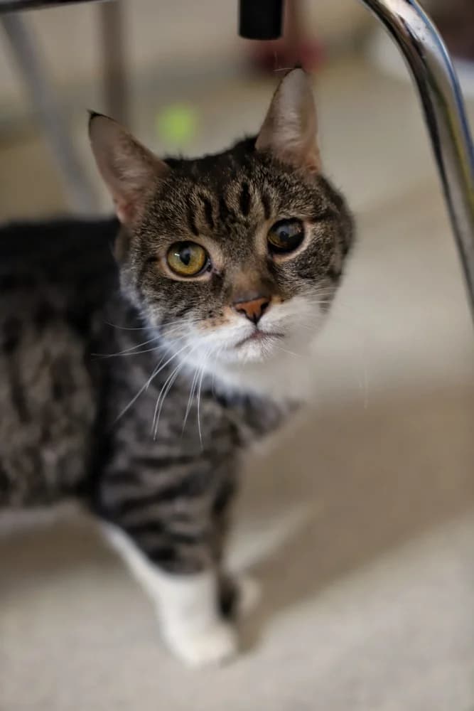 Zuzka, female Mixed Breed for adoption at Útulek Kocour Felix (PSOZ) — photo 2 of 3