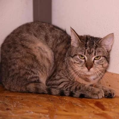 Olivie, female young Mixed Breed for adoption at Kočičí útulek Radim Kočkám, Radim