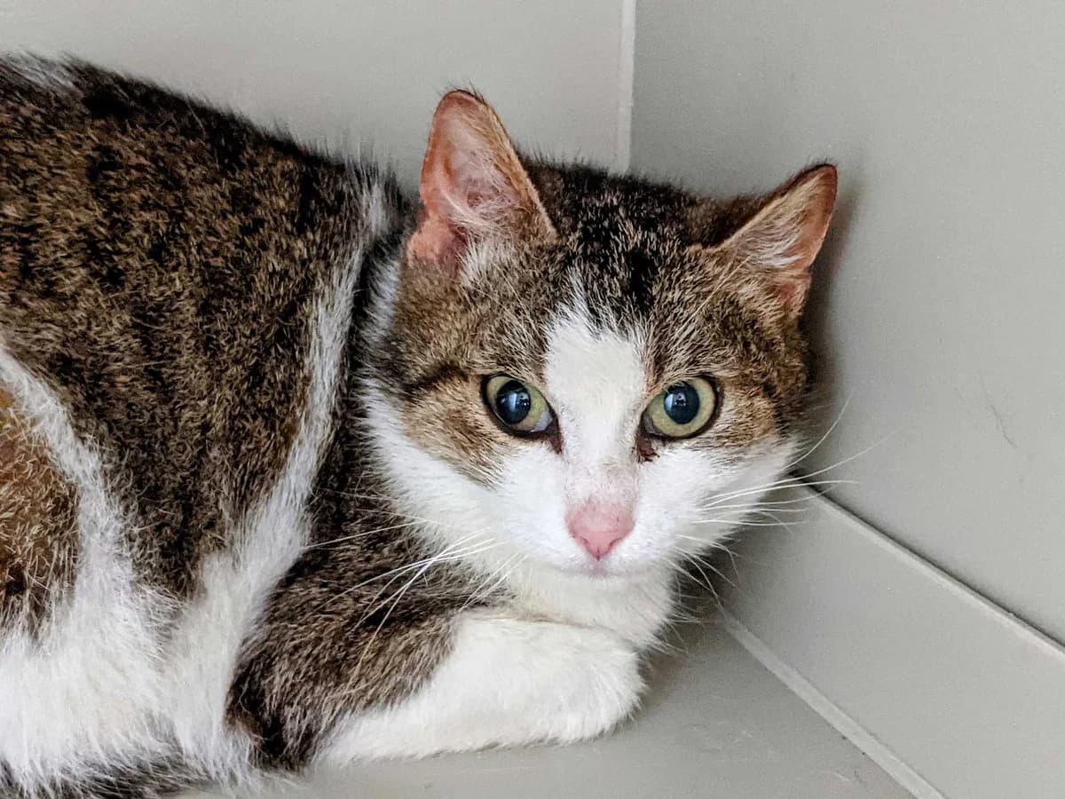 Pampeliška, female Mixed Breed for adoption at Šance zvířatům