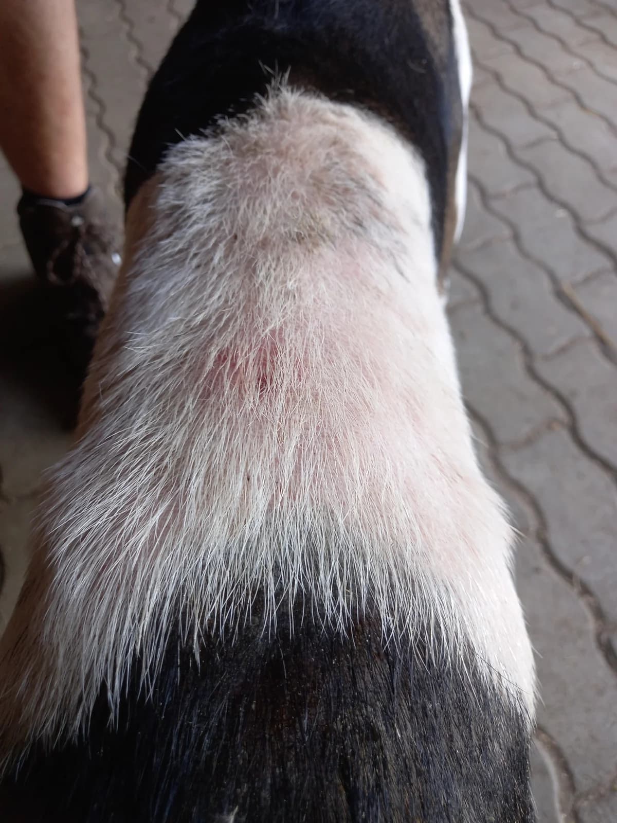 Jasmína, female Mixed Breed for adoption at Šance zvířatům