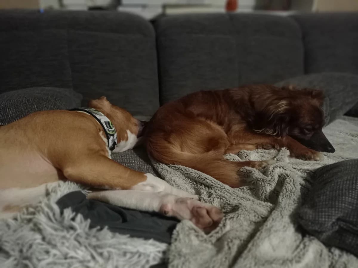 Endy, female Mixed Breed for adoption at Šance zvířatům