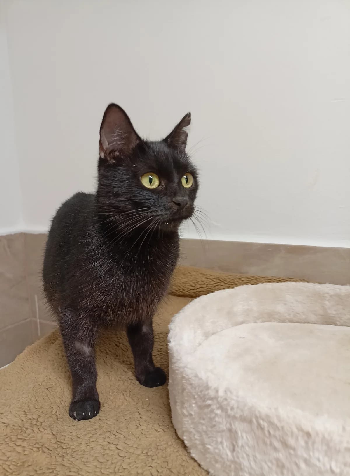 Jova, female Mixed Breed for adoption at Šance zvířatům