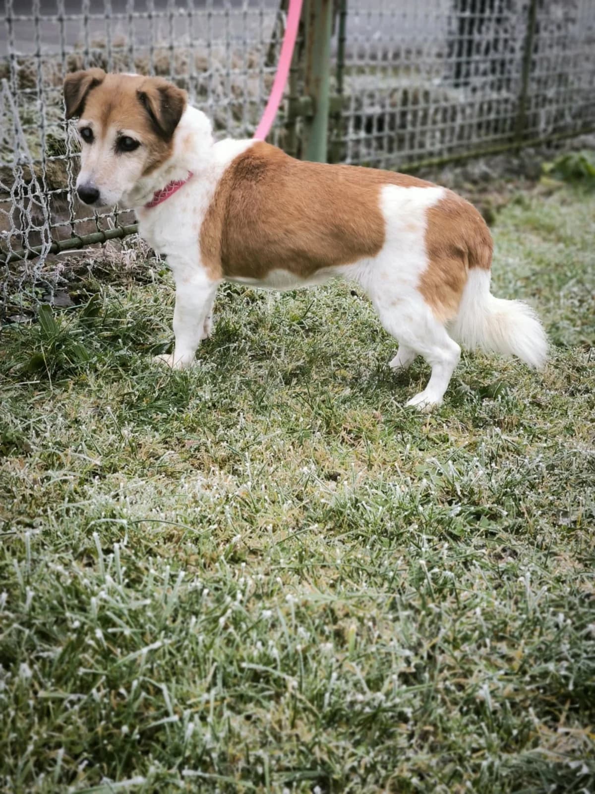 Majla, female Mixed Breed for adoption at Šance zvířatům
