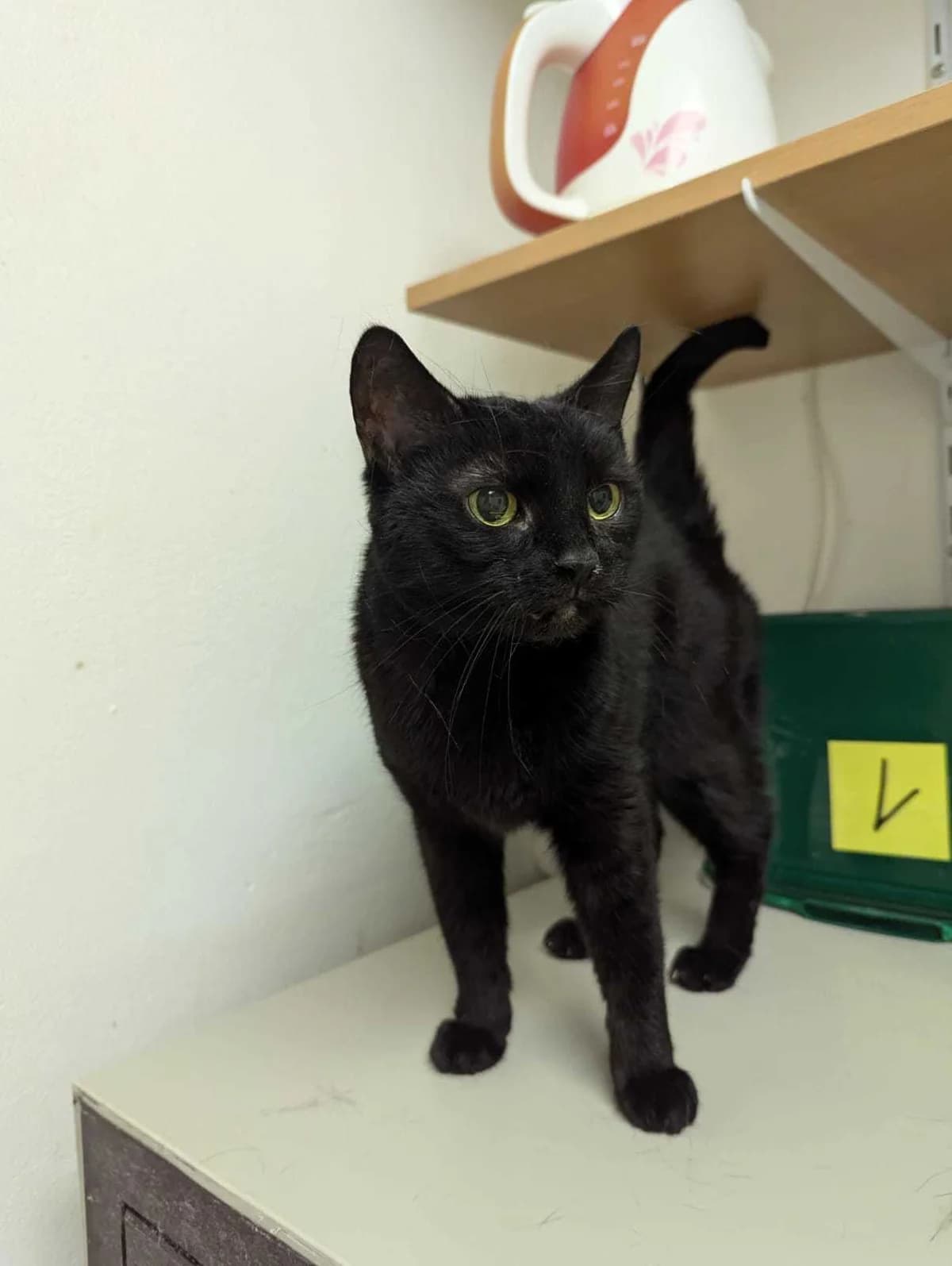 Pucka, female Mixed Breed for adoption at Šance zvířatům