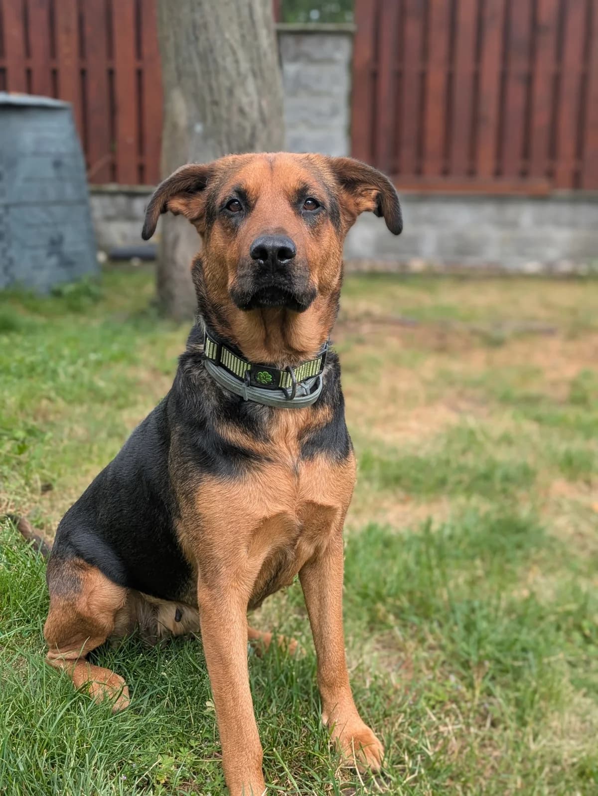 Mia, female Mixed Breed for adoption at Šance zvířatům