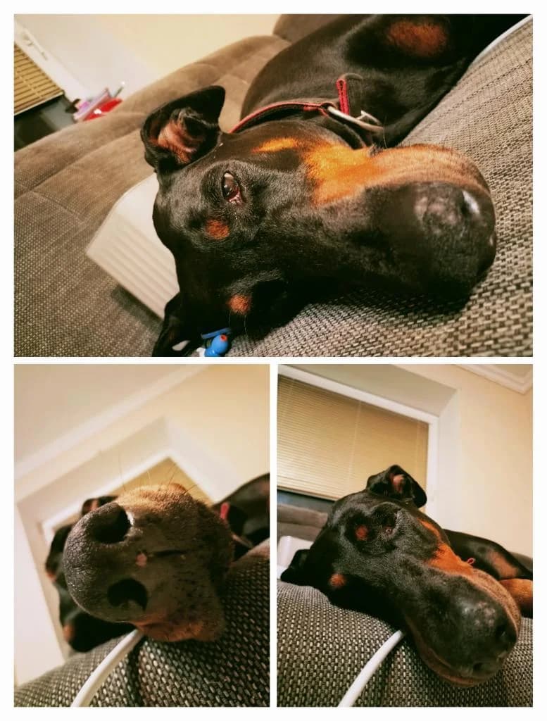 Pepina (Josephine), female Mixed Breed for adoption at Šance zvířatům