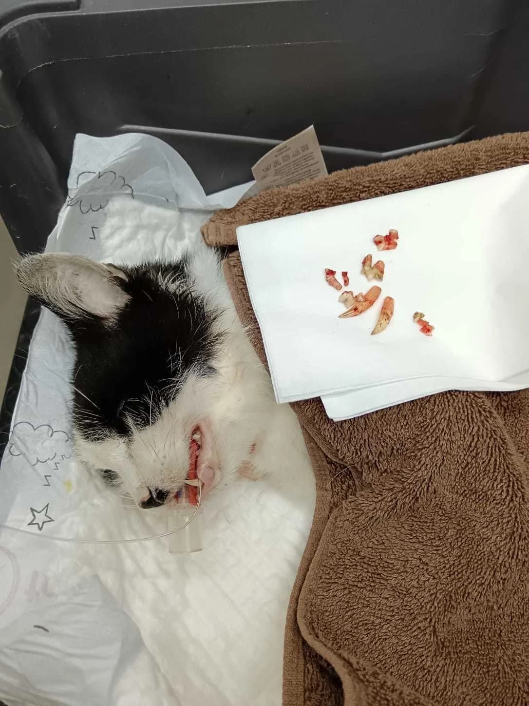 Mačko,  Mixed Breed for adoption at Šance zvířatům