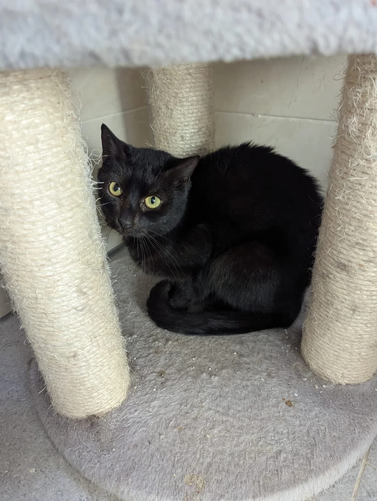 Kámo,  Mixed Breed for adoption at Šance zvířatům