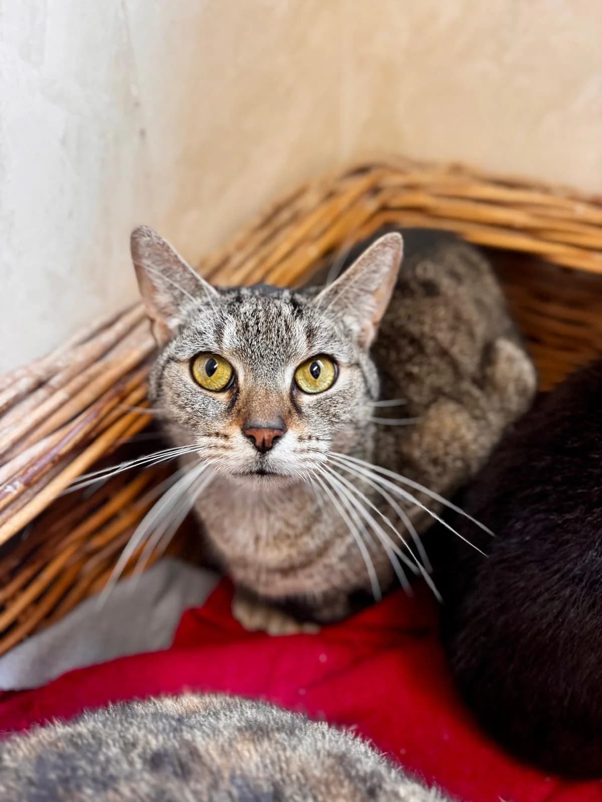 Myšák,  Mixed Breed for adoption at Šance zvířatům