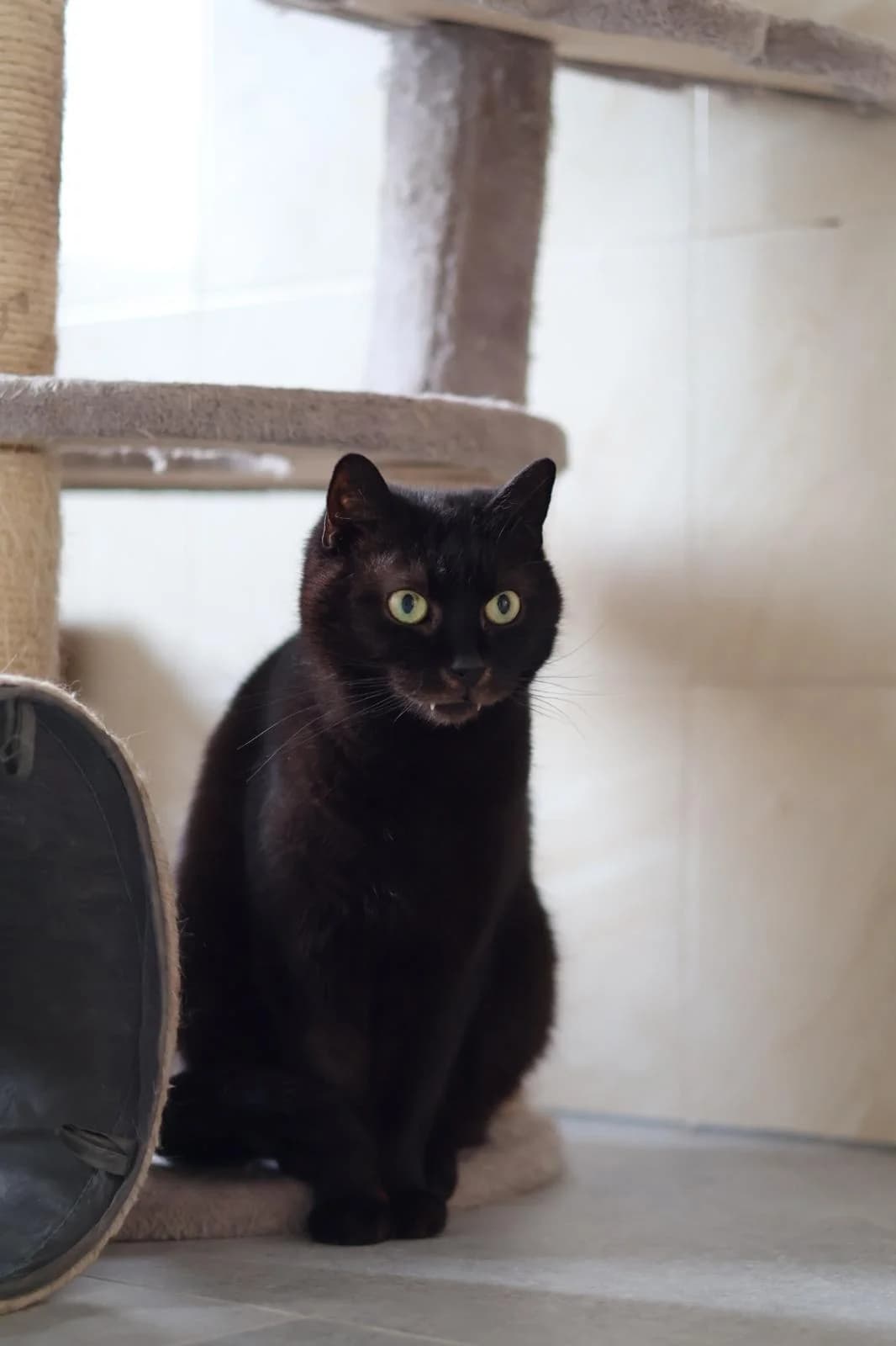 Méďa, female Mixed Breed for adoption at Šance zvířatům