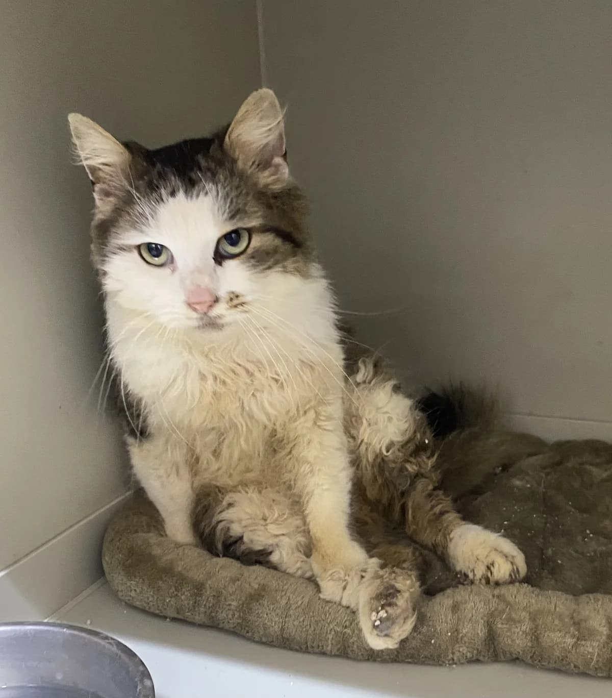 Kevin,  Mixed Breed for adoption at Šance zvířatům