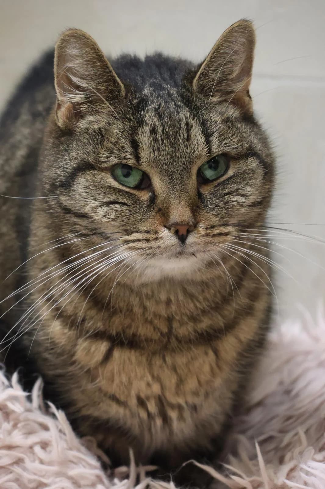 Pětka, female Mixed Breed for adoption at Šance zvířatům