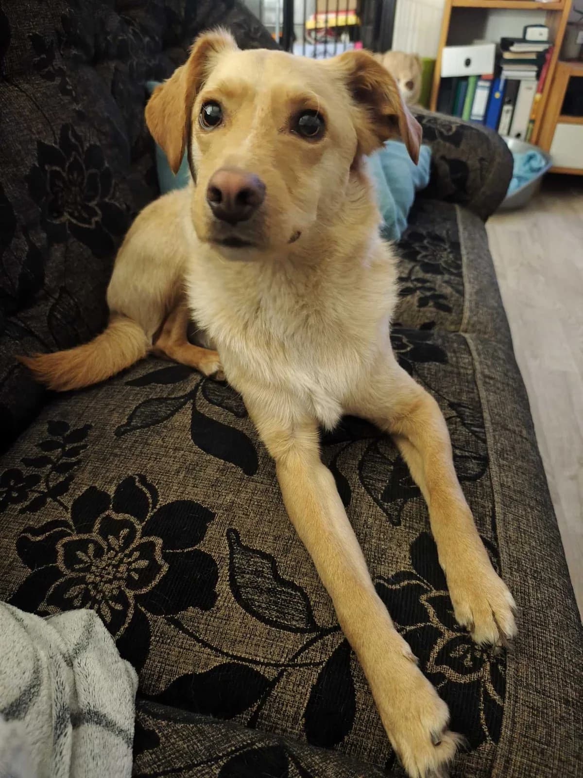 Max, male Mixed Breed for adoption at Šance zvířatům