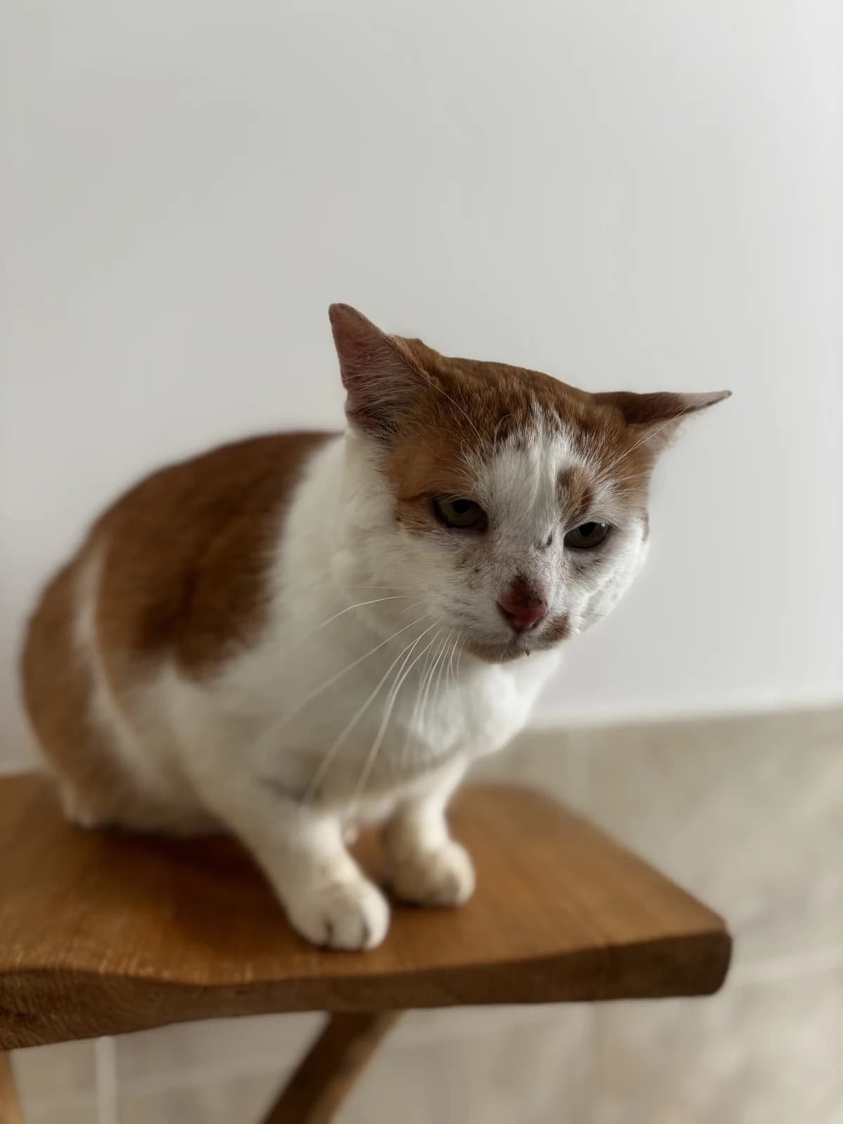 Pinďa, male Mixed Breed for adoption at Šance zvířatům