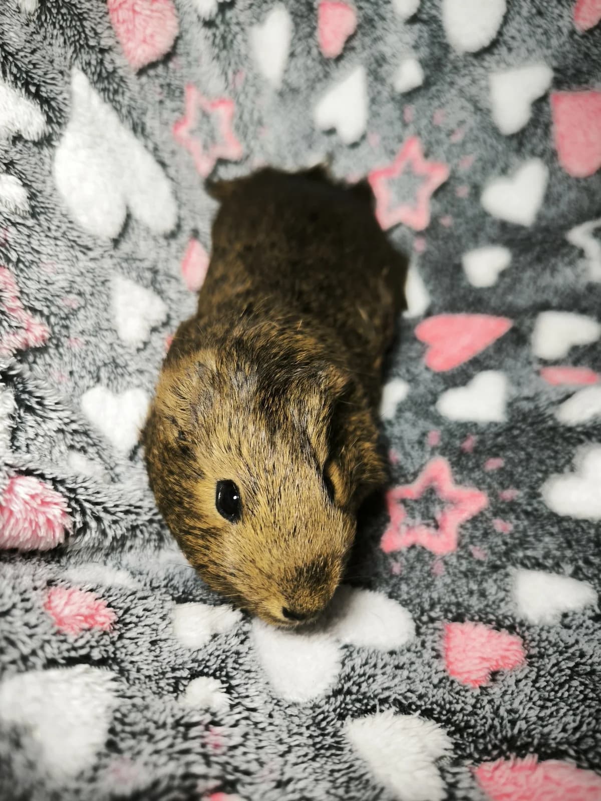 Kiara, female Mixed Breed for adoption at Šance zvířatům