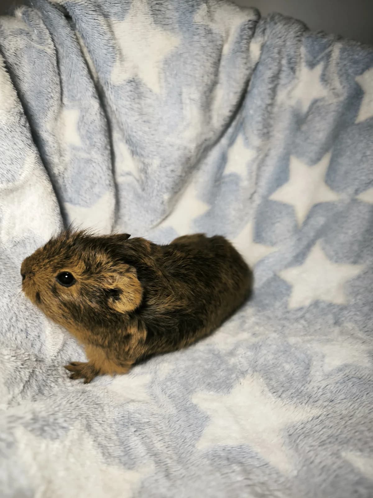 Pumba, female Mixed Breed for adoption at Šance zvířatům