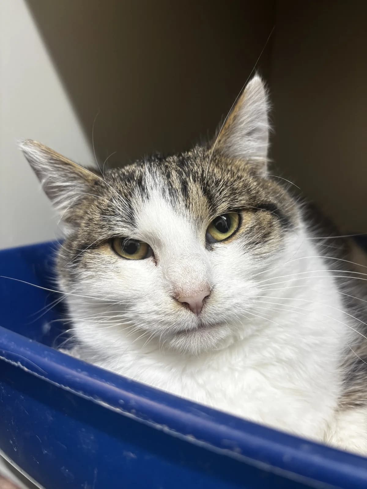 Rio,  Mixed Breed for adoption at Šance zvířatům