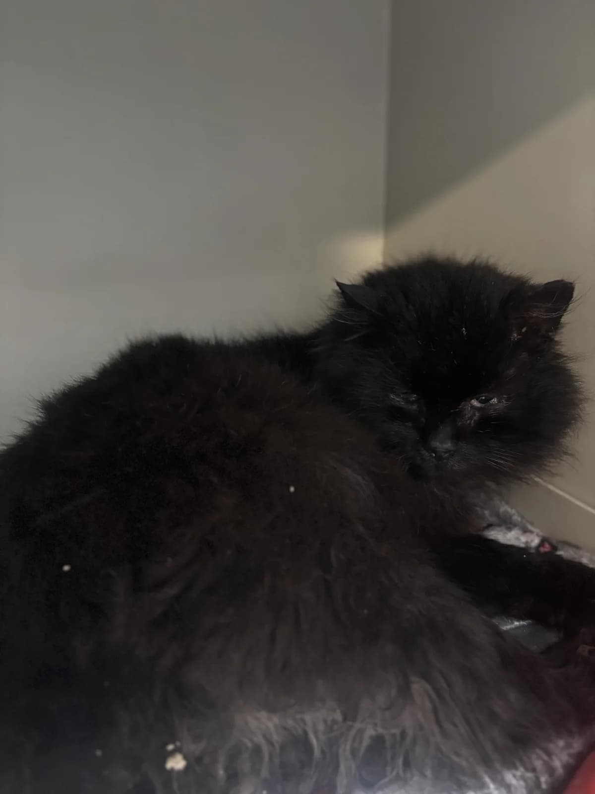 Midnight, male Mixed Breed for adoption at Šance zvířatům