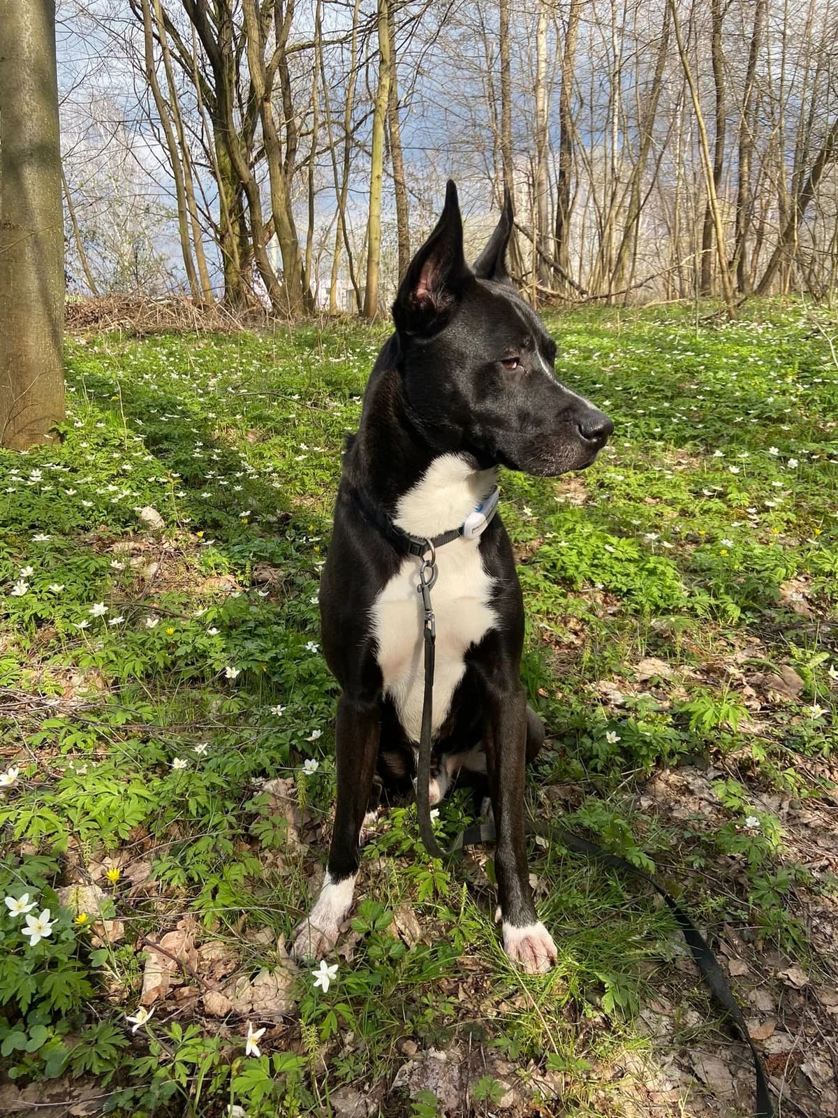 Happy, male Mixed Breed for adoption at Šance zvířatům