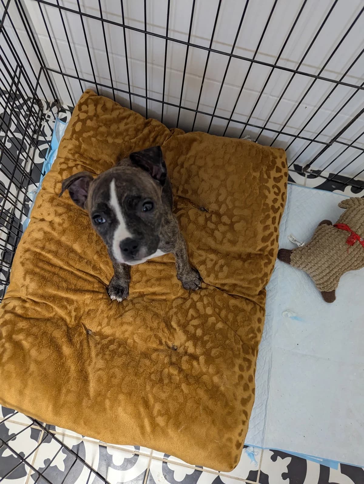 Matylda, female Mixed Breed for adoption at Šance zvířatům