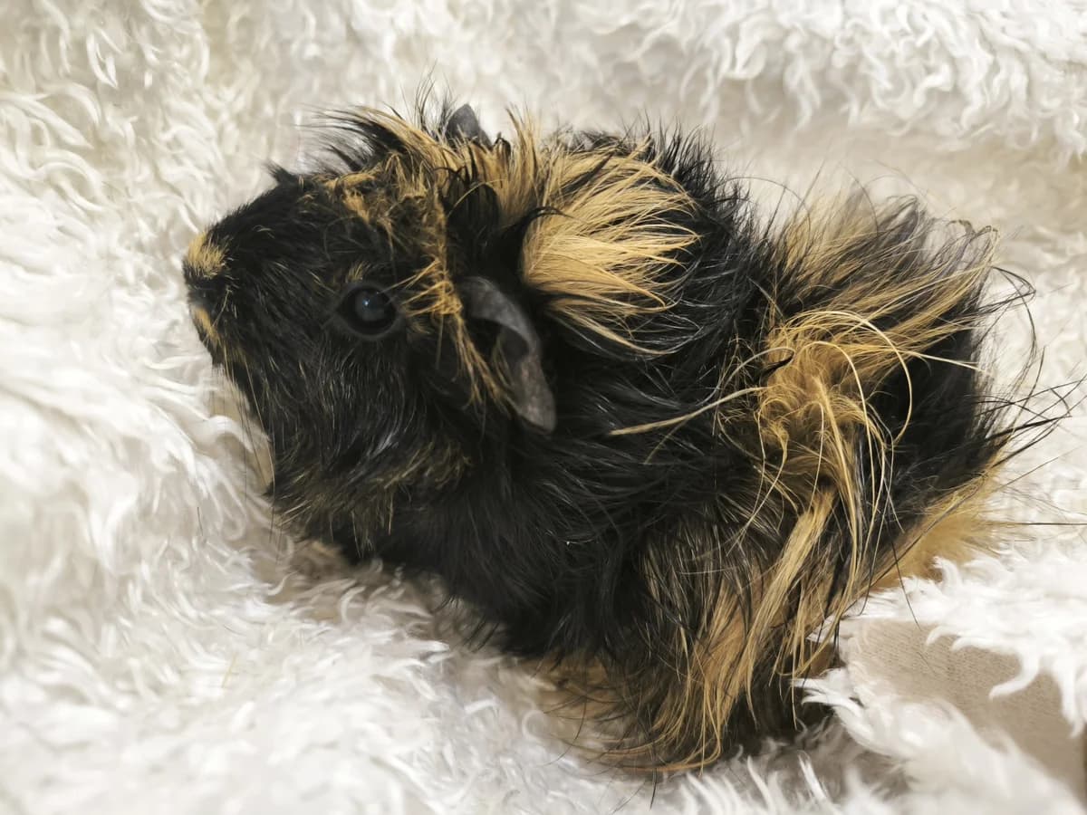 Olivie, female Mixed Breed for adoption at Šance zvířatům