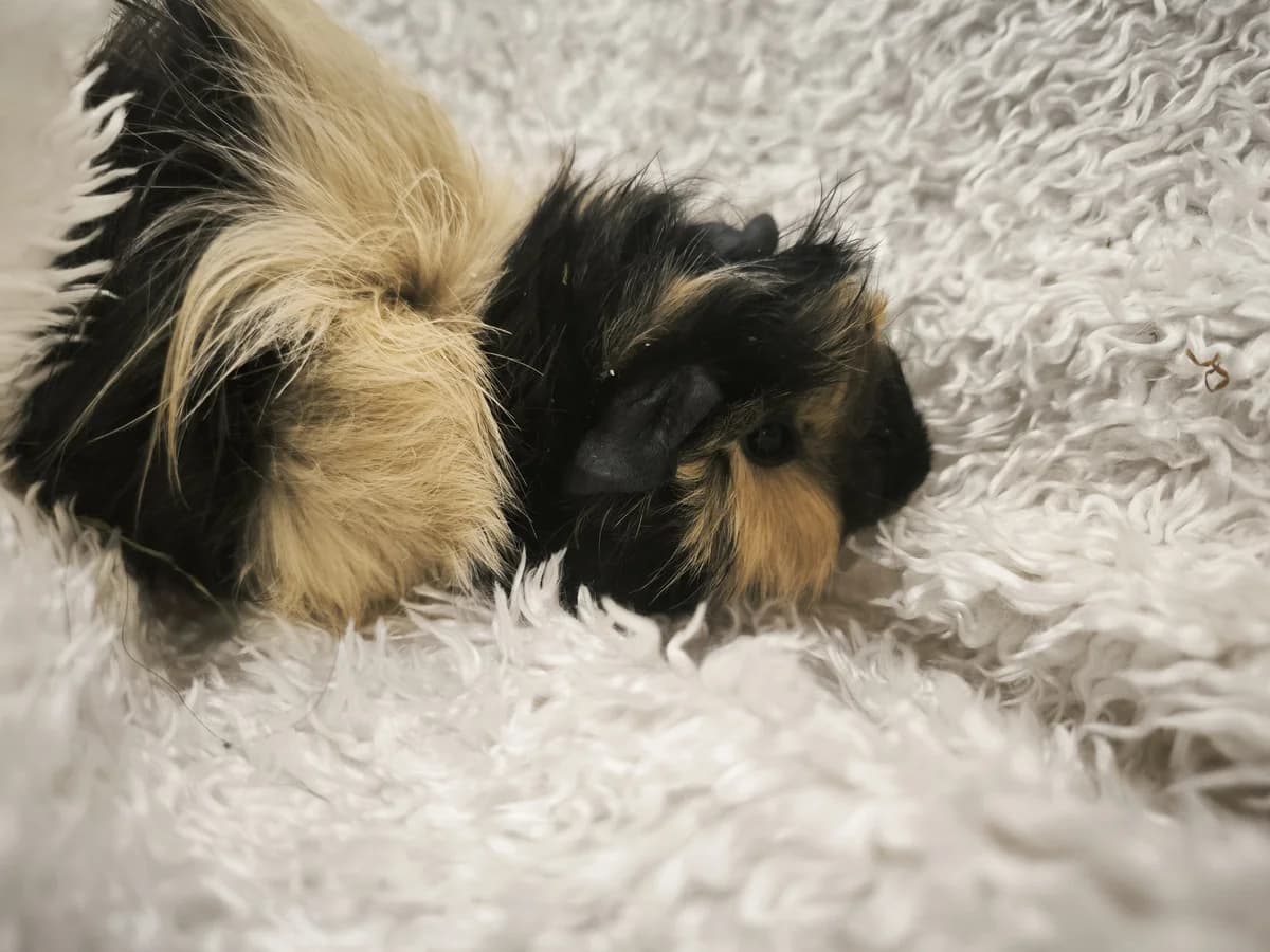 Odetka, Mixed Breed (Šance zvířatům)
