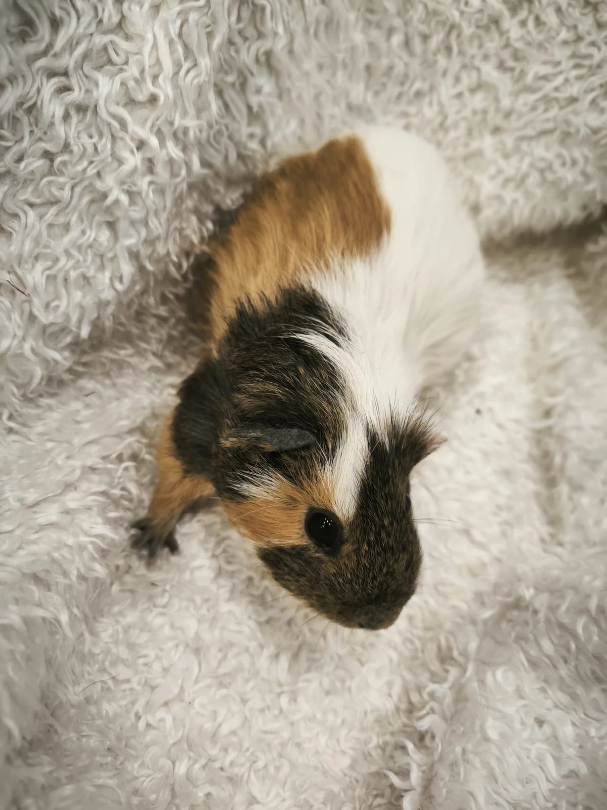 Otylka, female Mixed Breed for adoption at Šance zvířatům