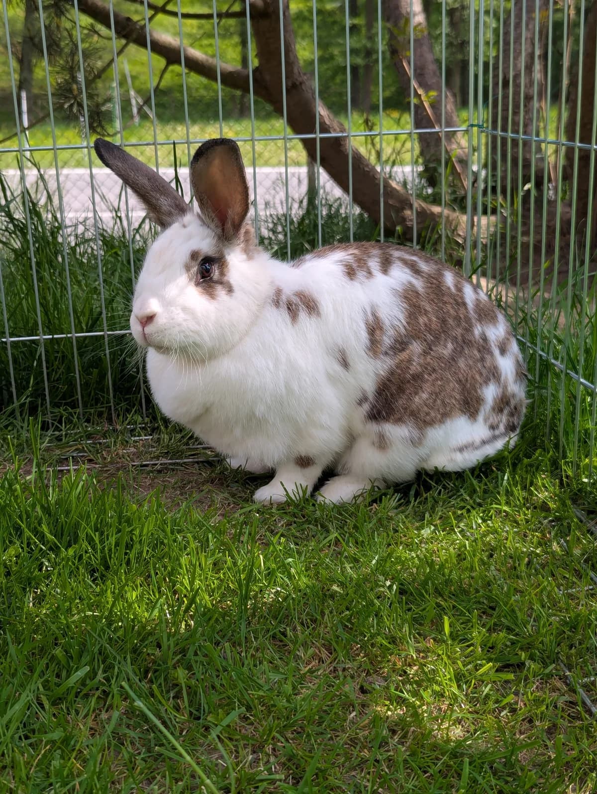 Sněhulka, Mixed Breed (Šance zvířatům)