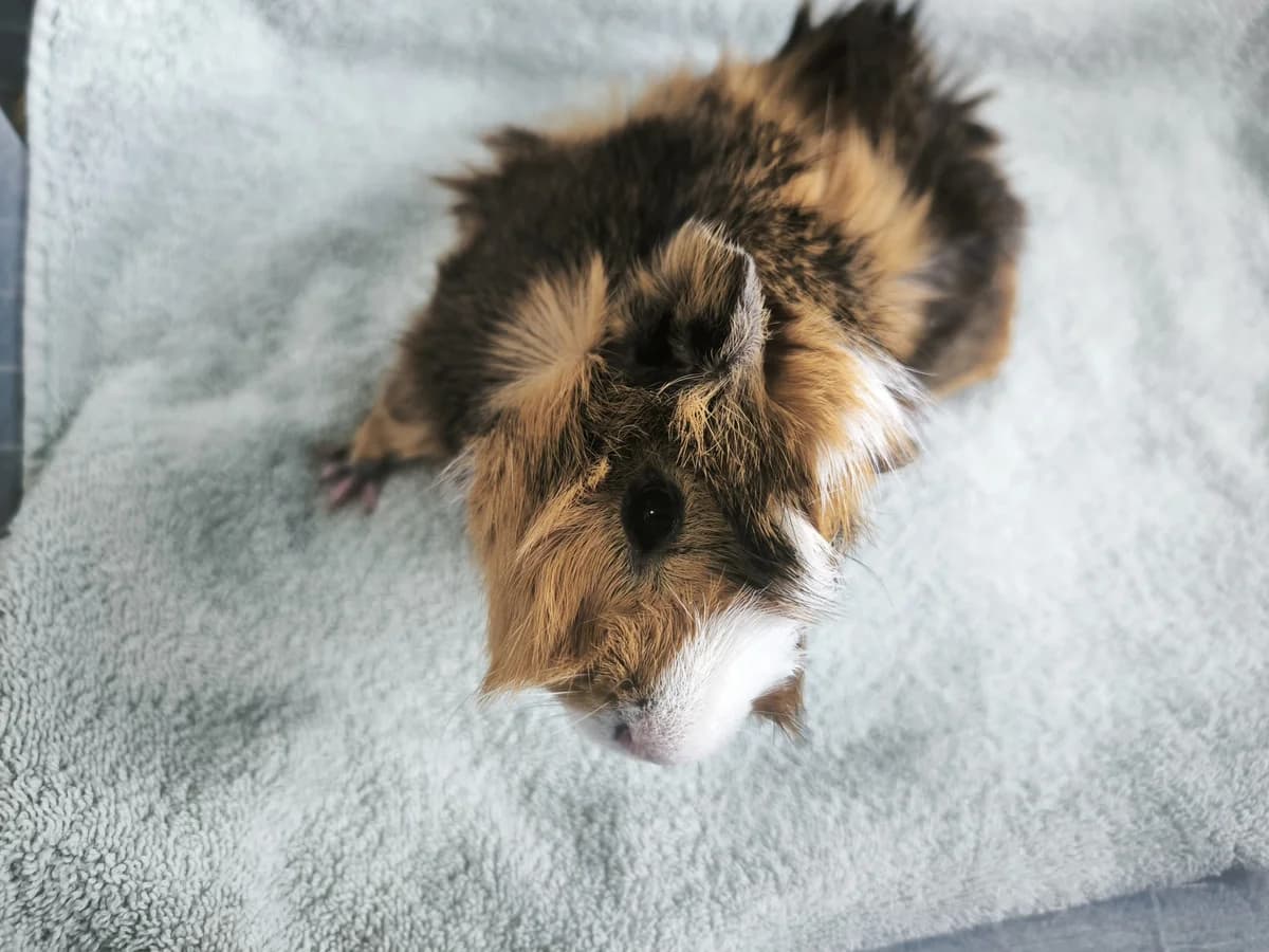 Benďa, female Mixed Breed for adoption at Šance zvířatům