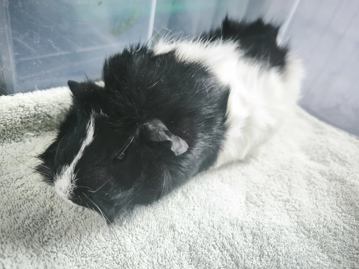 Bianca, female Mixed Breed for adoption at Šance zvířatům