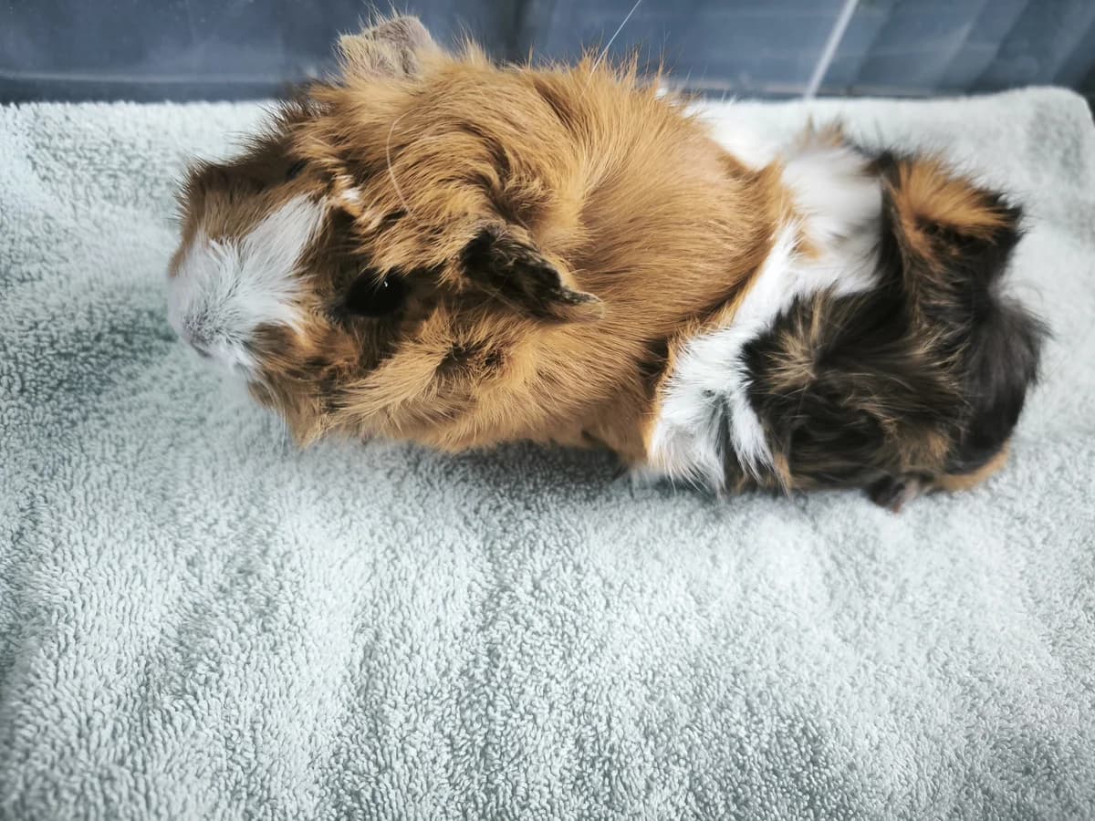 Babetka, female Mixed Breed for adoption at Šance zvířatům