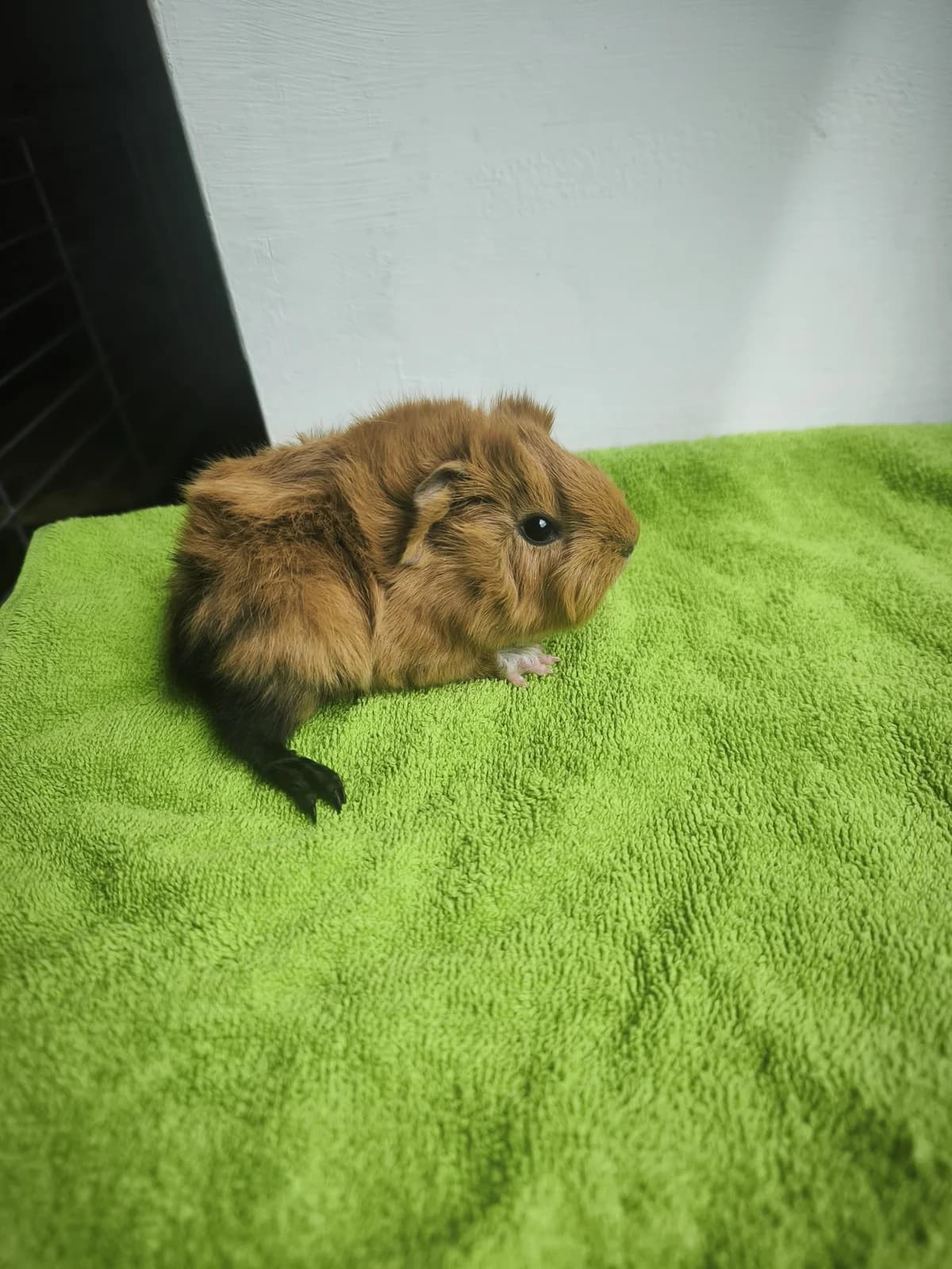Archie, Mixed Breed (Šance zvířatům)