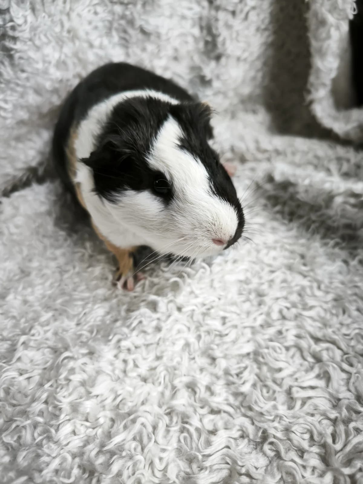 Rebecca, female Mixed Breed for adoption at Šance zvířatům