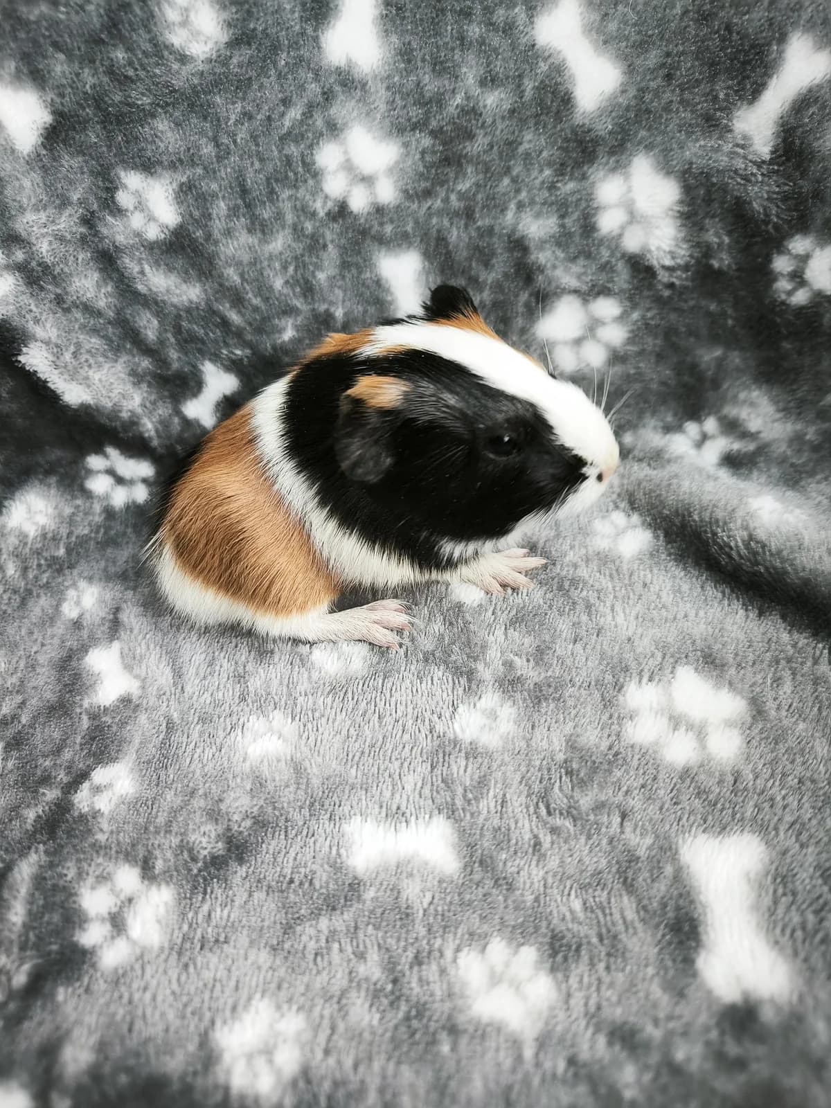 Bowie, female Mixed Breed for adoption at Šance zvířatům